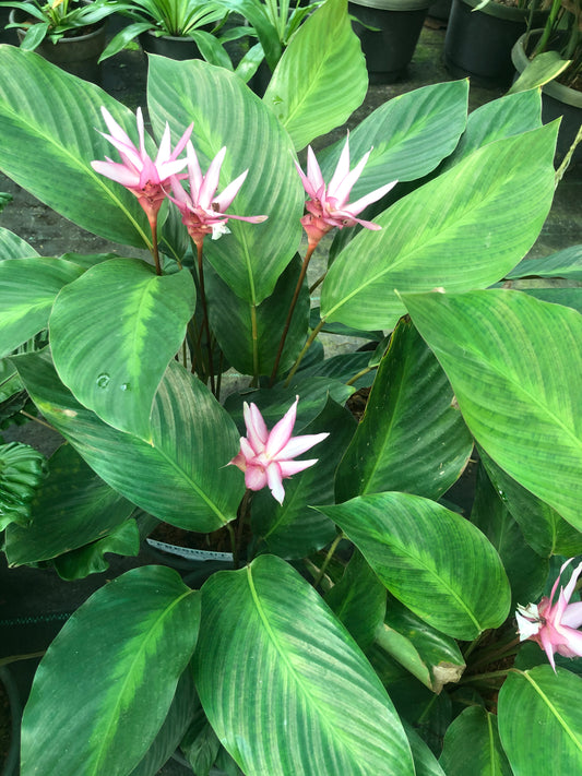 Calathea Loosneri Maui pink