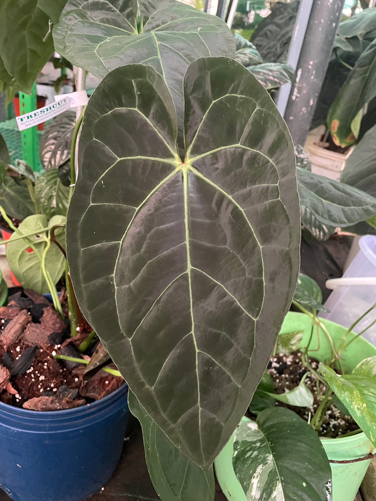 Anthurium Ace of Spades T-2