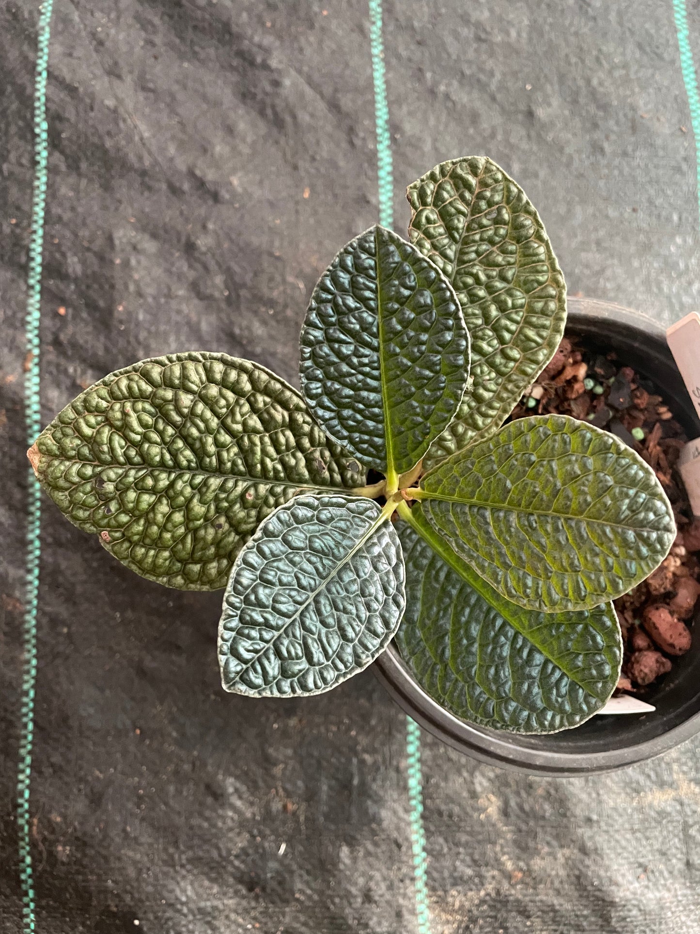 Ardisia Sp. Snake skin