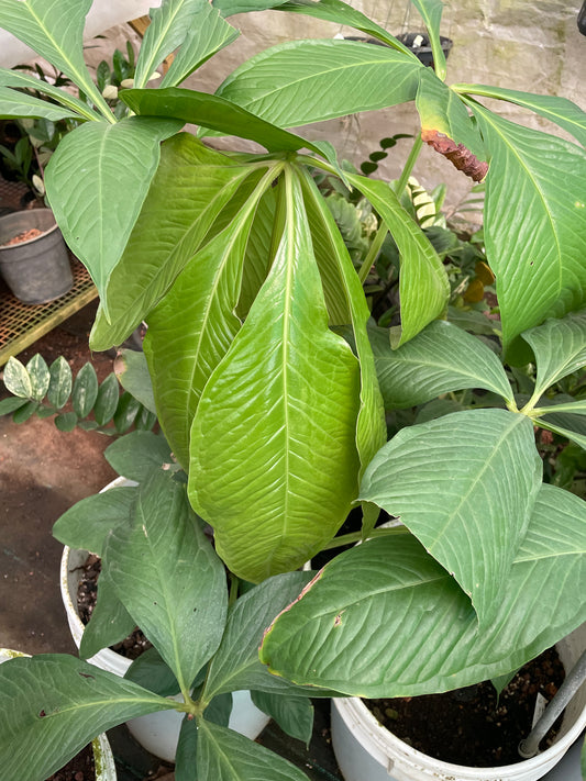 Anthurium Pseudo Clavigerum