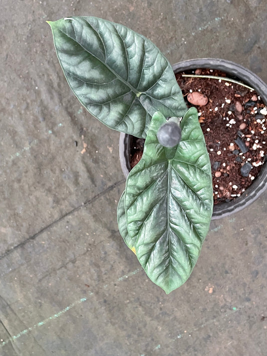 Alocasia Sinutta