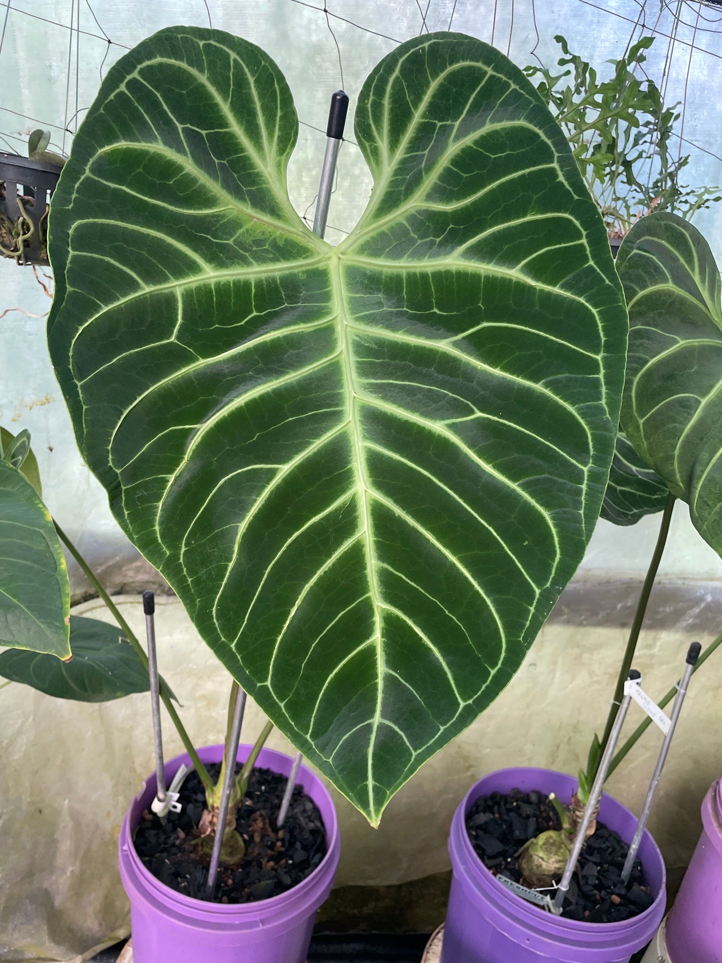 Anthurium Regale clone A