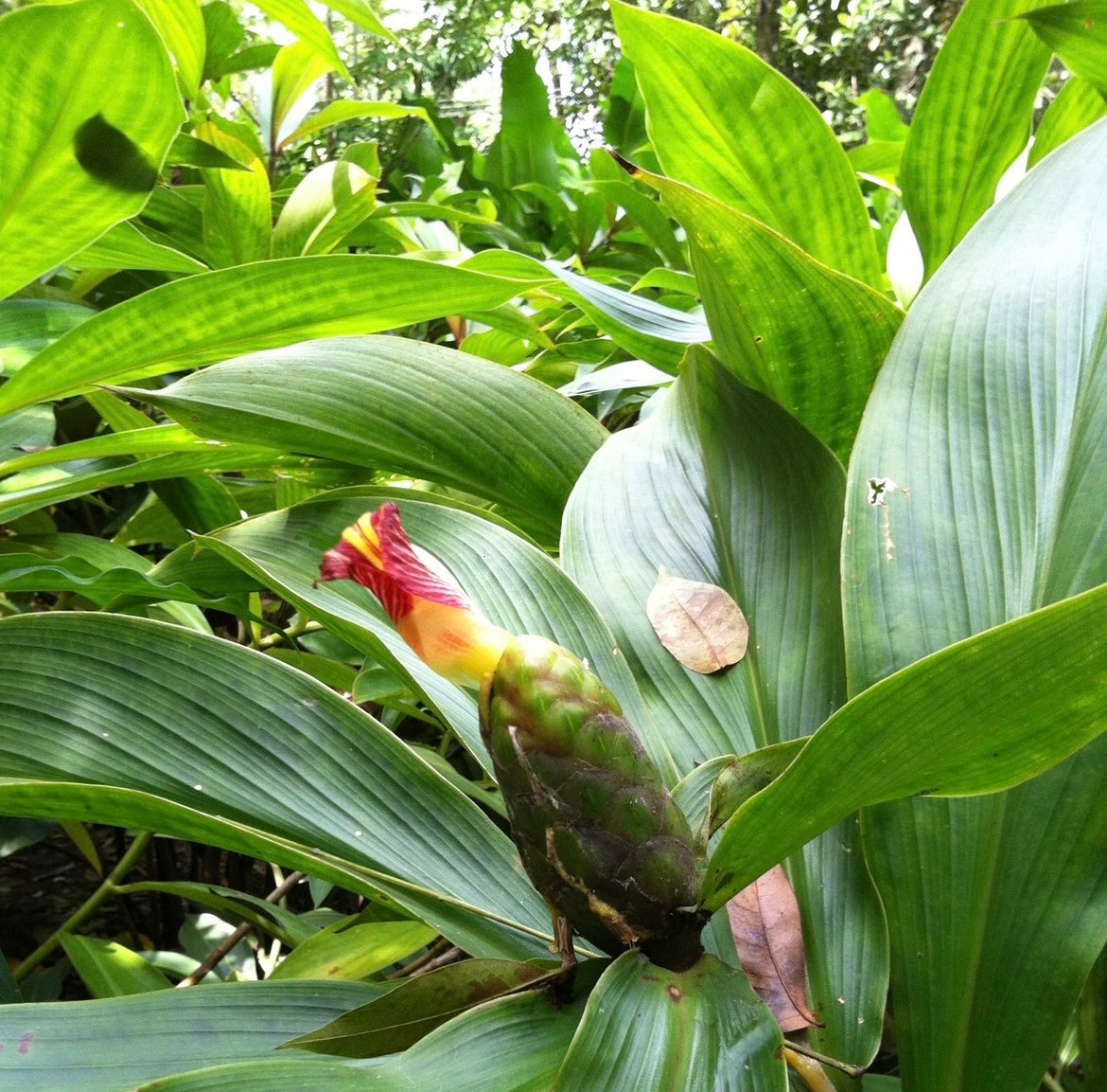 Costus Dimerocostus Stobilaceaus