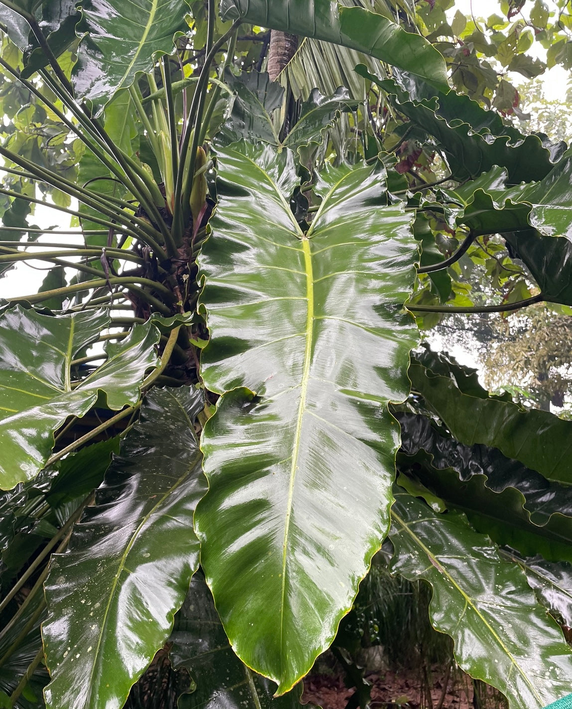 Philodendron Stenolobum.