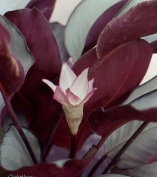 Calathea Loseneri hyb odora