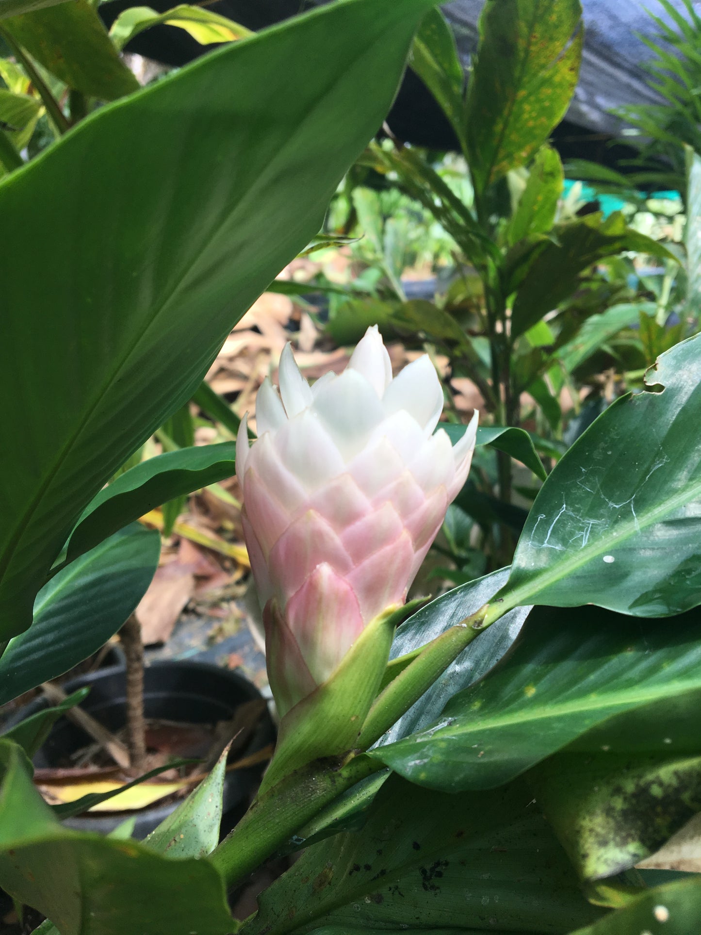 Alpinia Jungle Princess