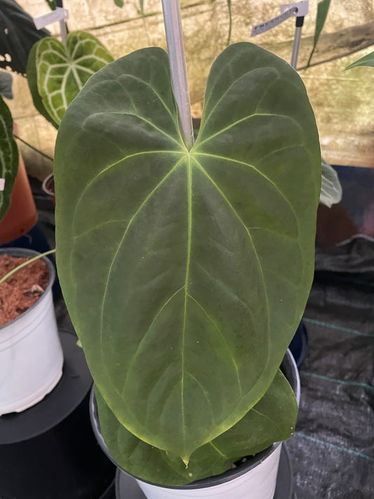 Anthurium Fortherman