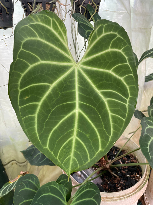 Anthurium Luconeuron