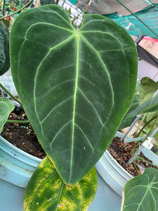 Anthurium Hybrid 3-P