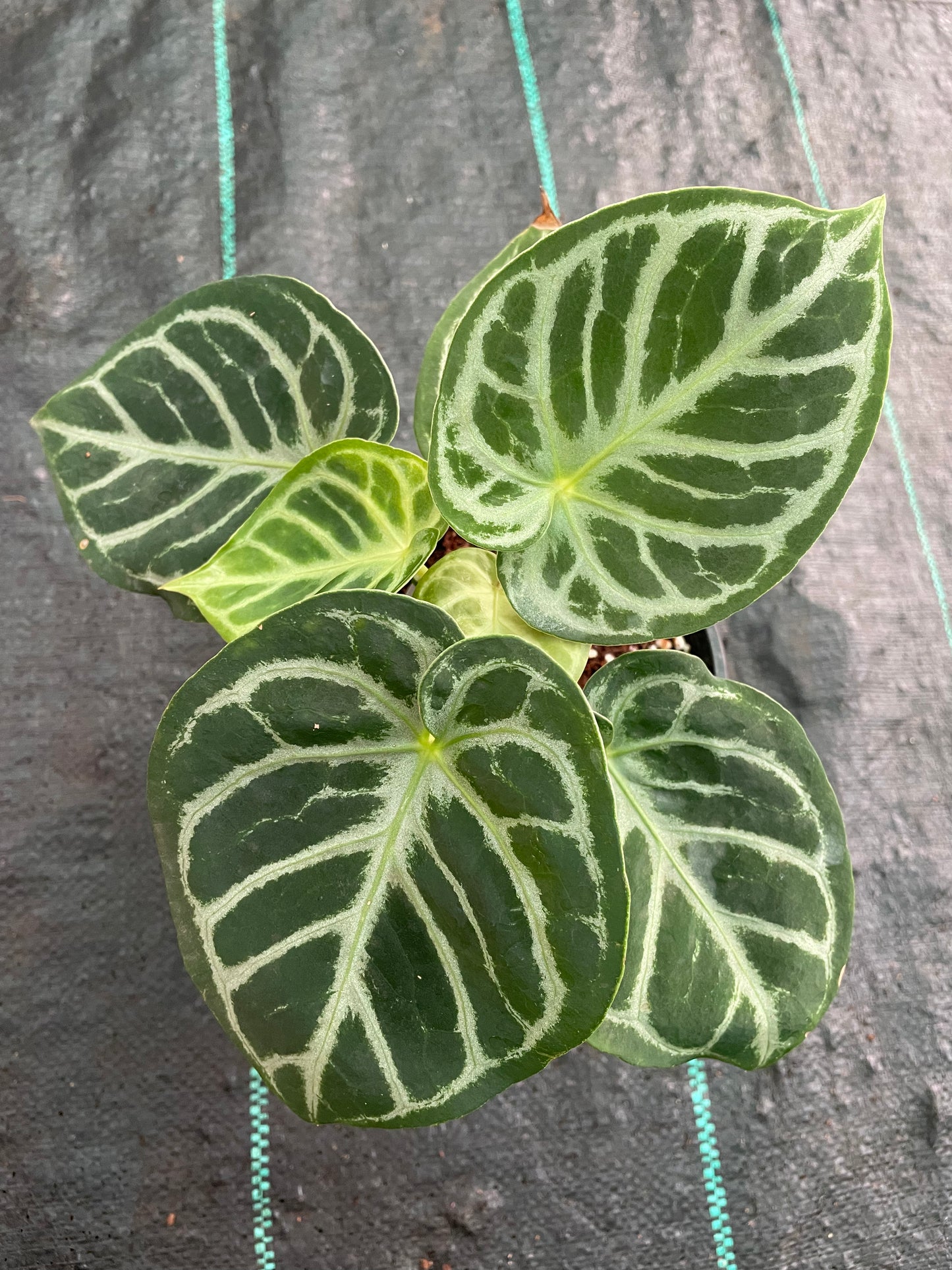 Anthurium Dorayakii Silver