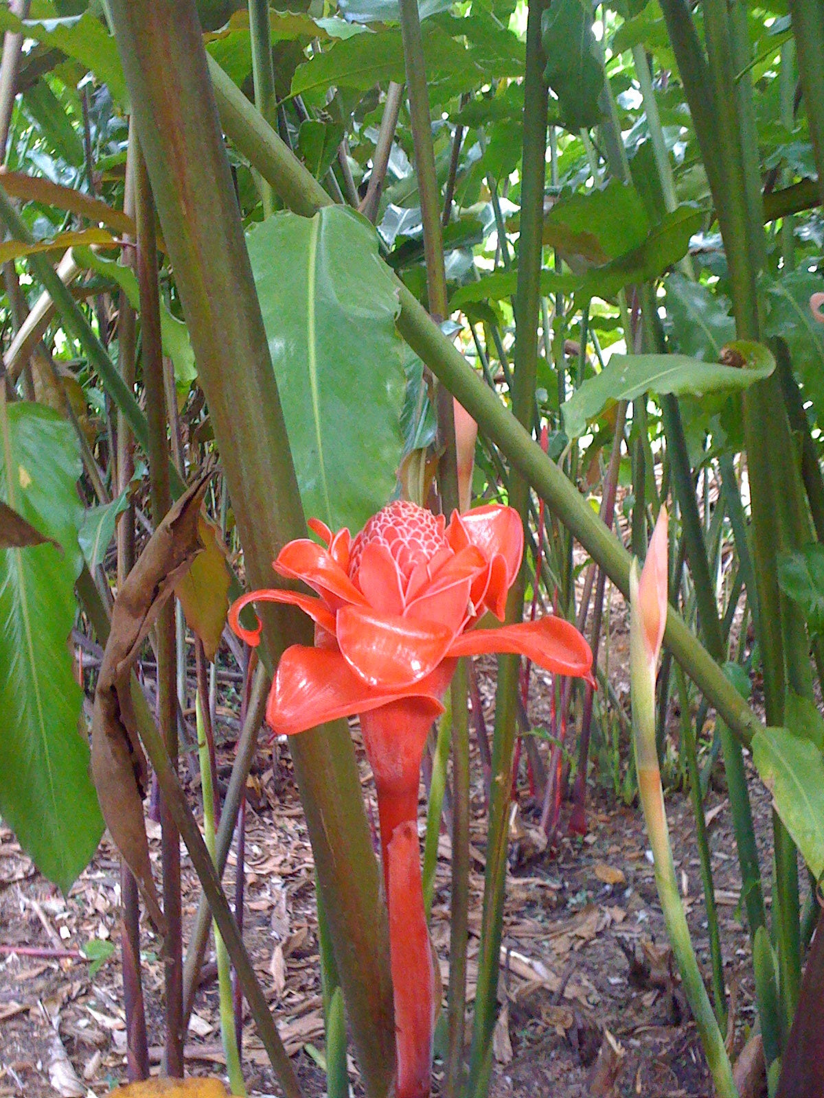 Etilingera Red Scepture