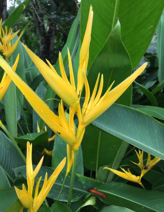 H.Hyb yellow Parrot