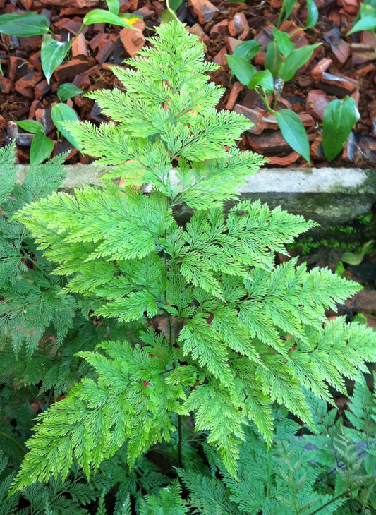 Fern Davelia fregeinsis