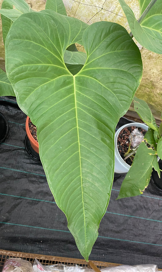 Anthurium Effusilobum