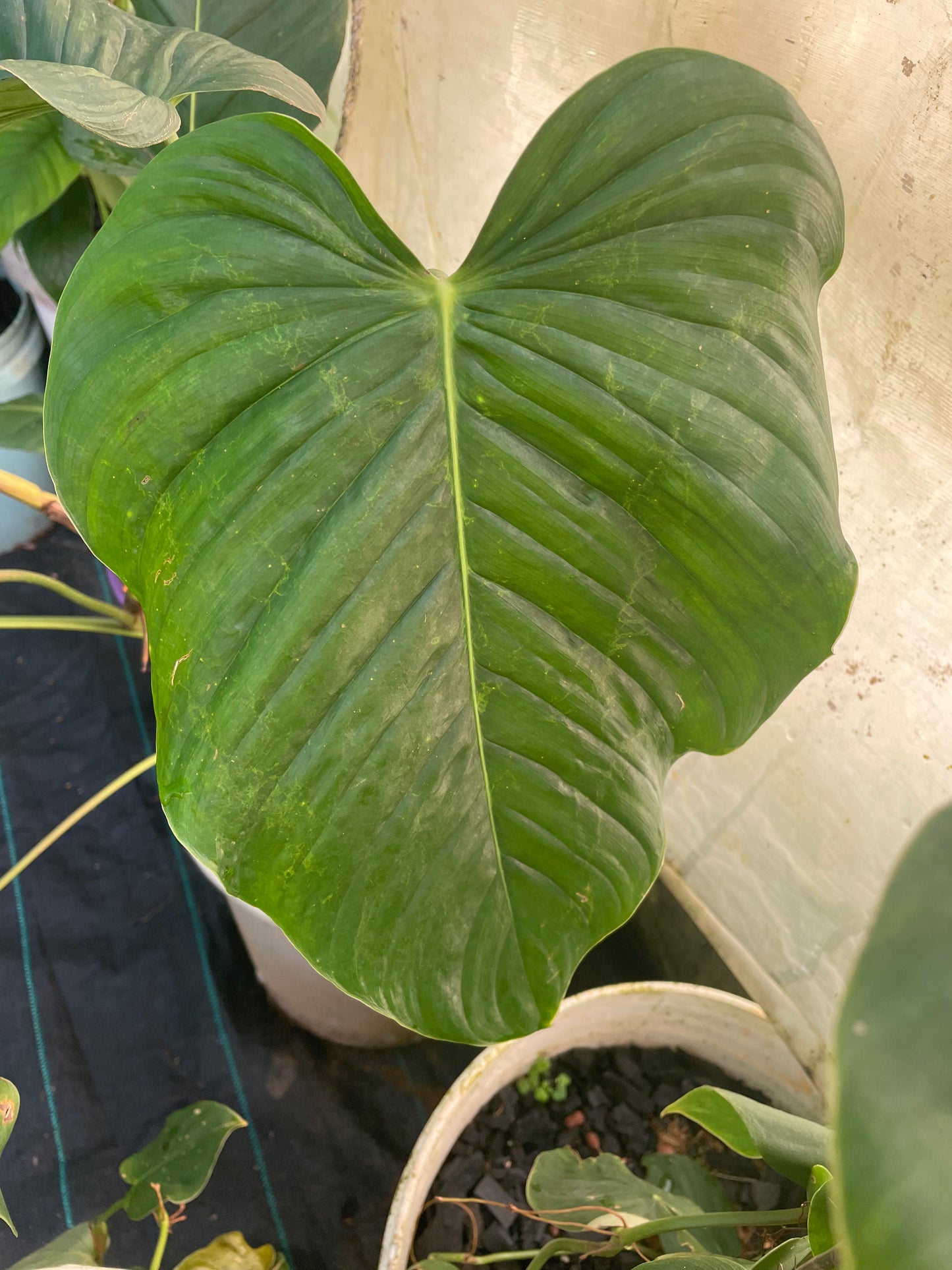 Philodendron Grandipes-