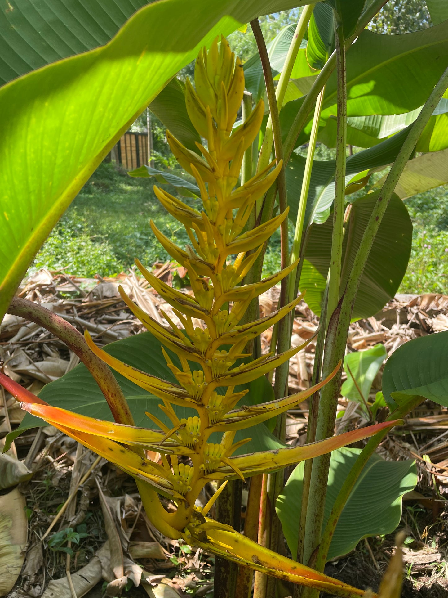 H.Lingulata yellow fan