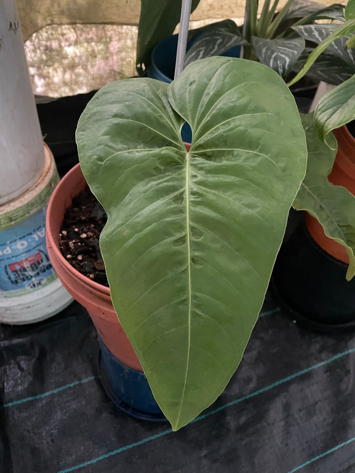 Anthurium Insignae Aff