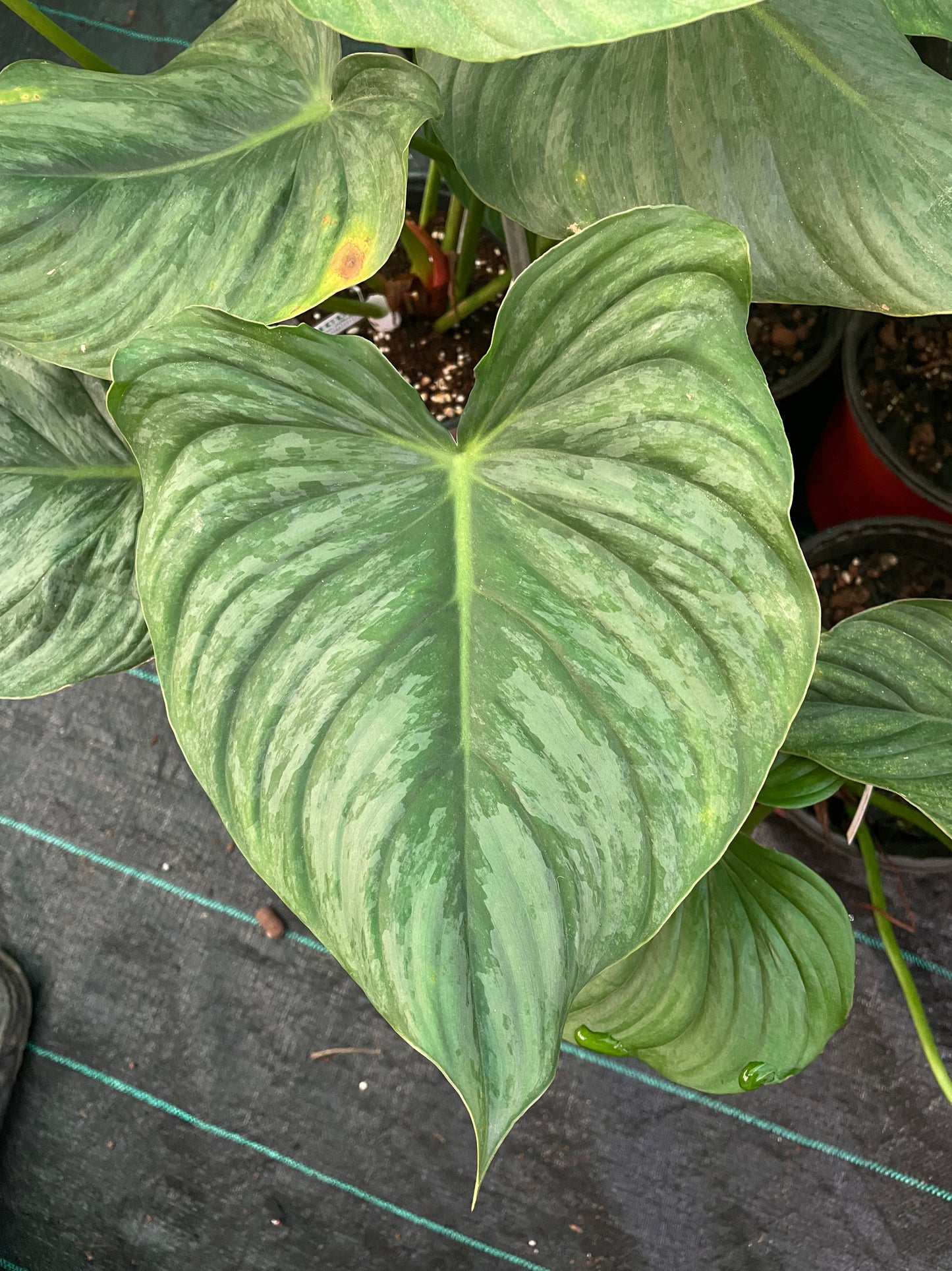 Philodendron Sodiroi. Aff