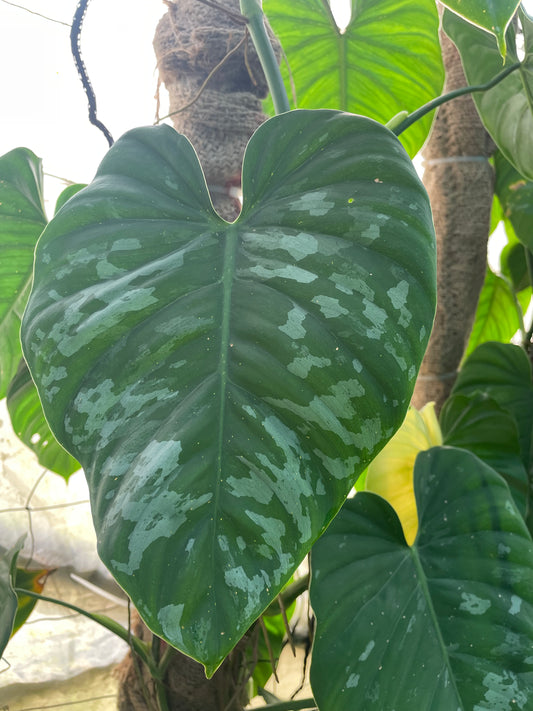 Philodendron Brandtianum.