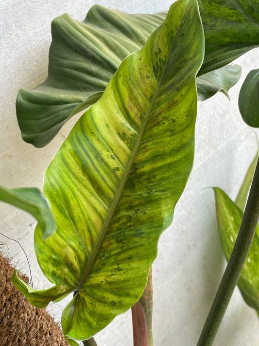 Philodendron Subhastatum varigated