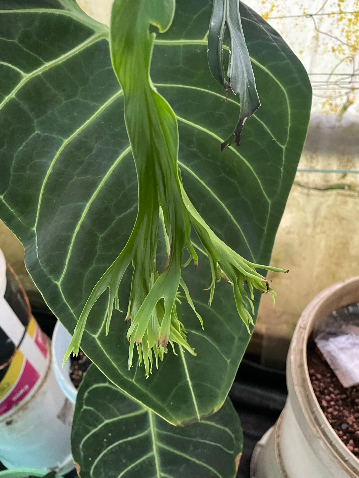 Fern Haploteris scolopendria crested