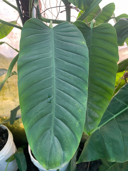 Philodendron Mindo