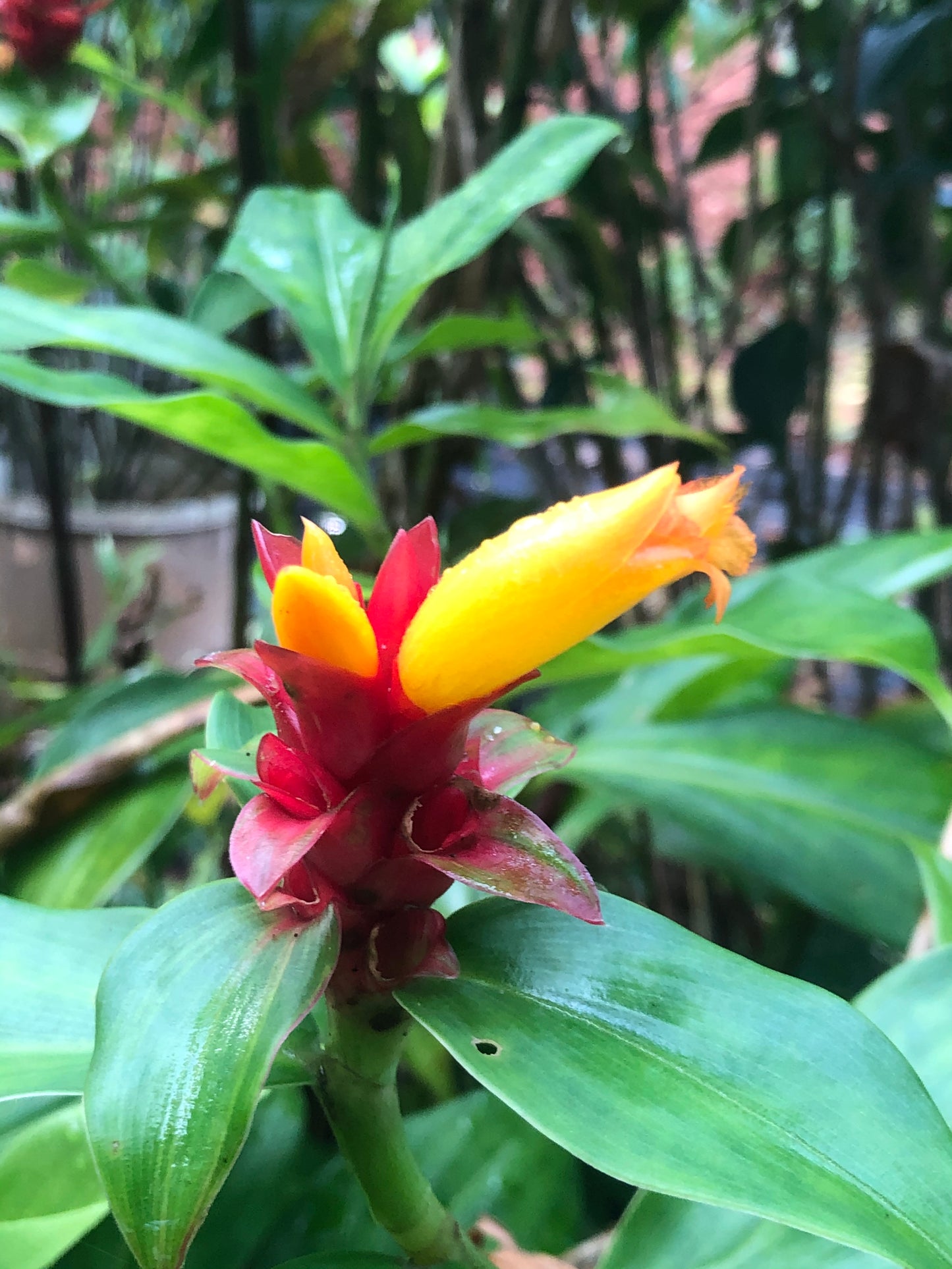 Costus Barbatus