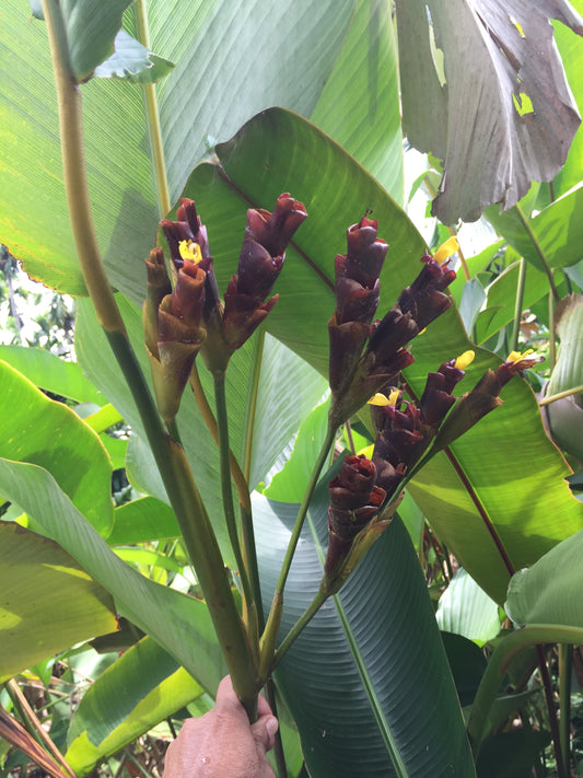 Calathea Lutea Lilian Cigar