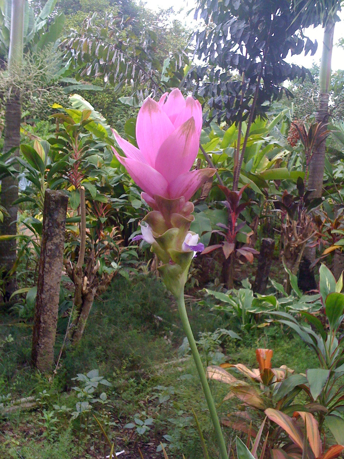 Curcuma Alismatifolia pink