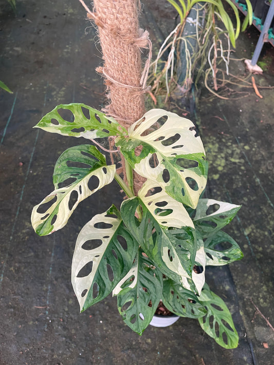 Monstera Adansonii variegated