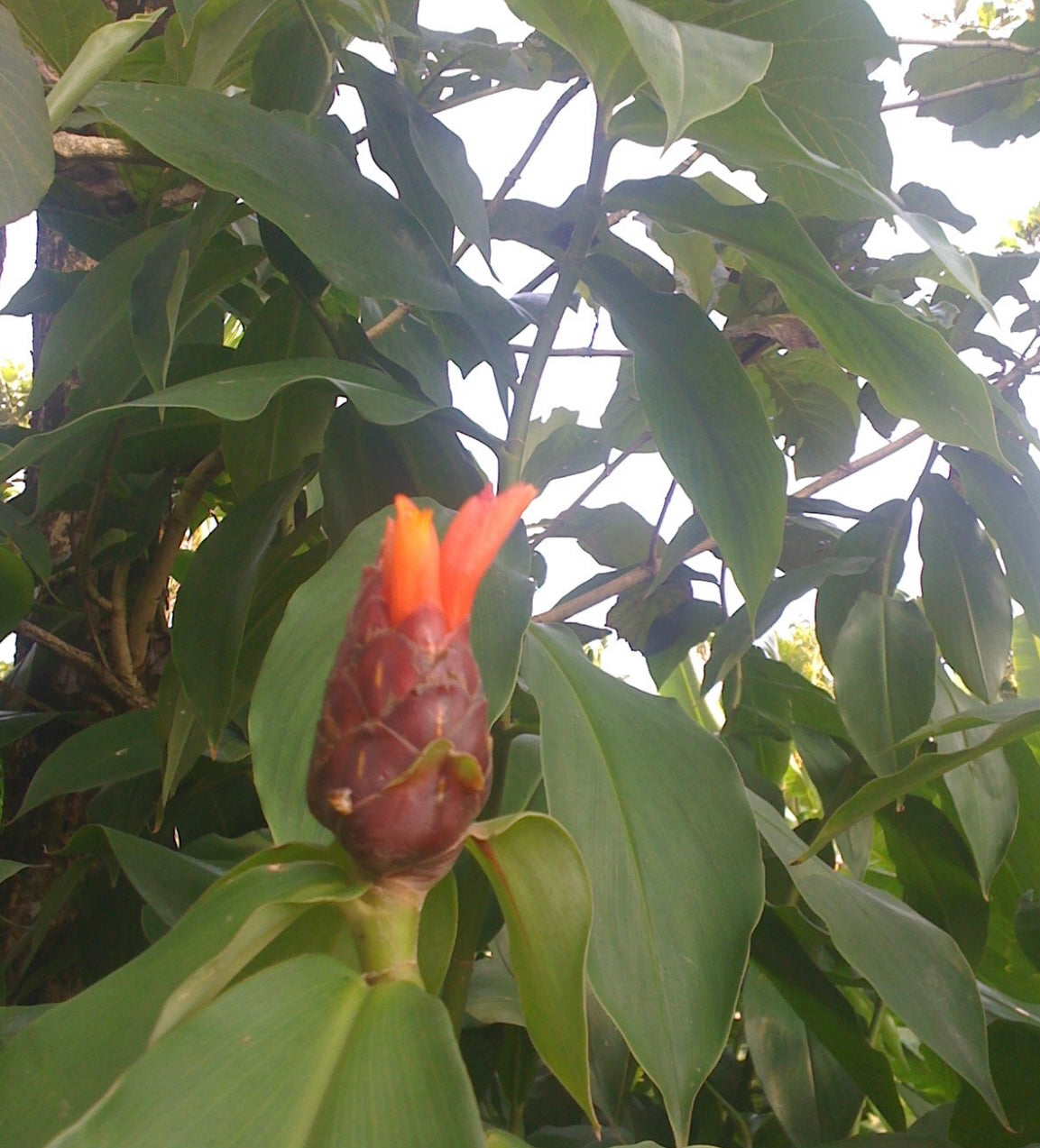 Costus Sp Hot Lips