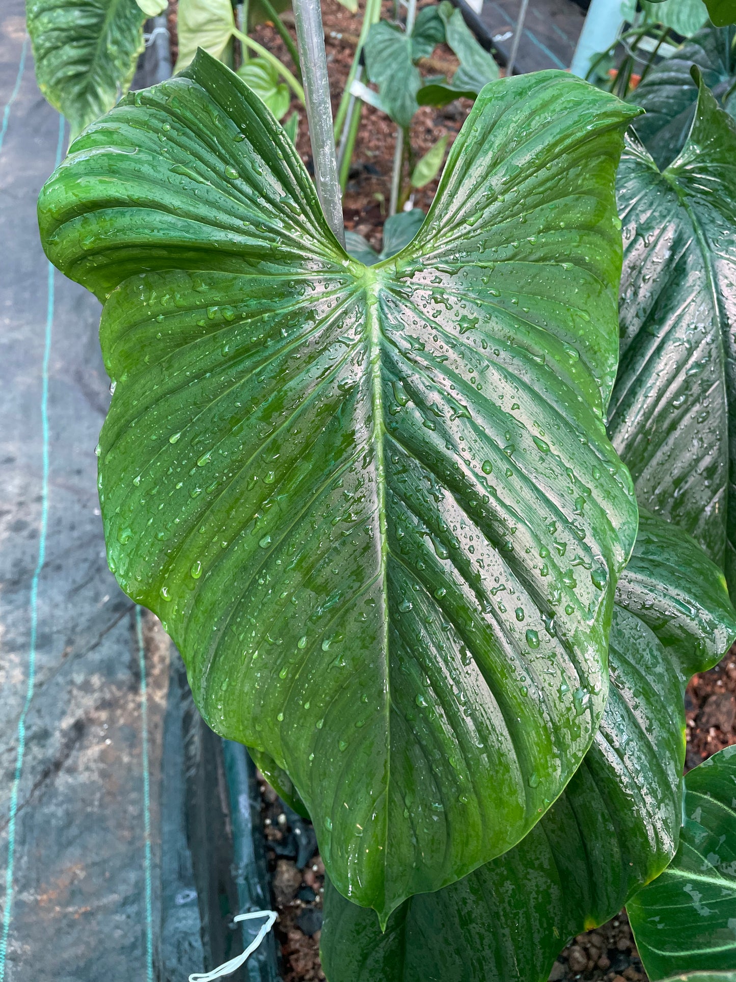 Philodendron Rubrocinctum platinum.  