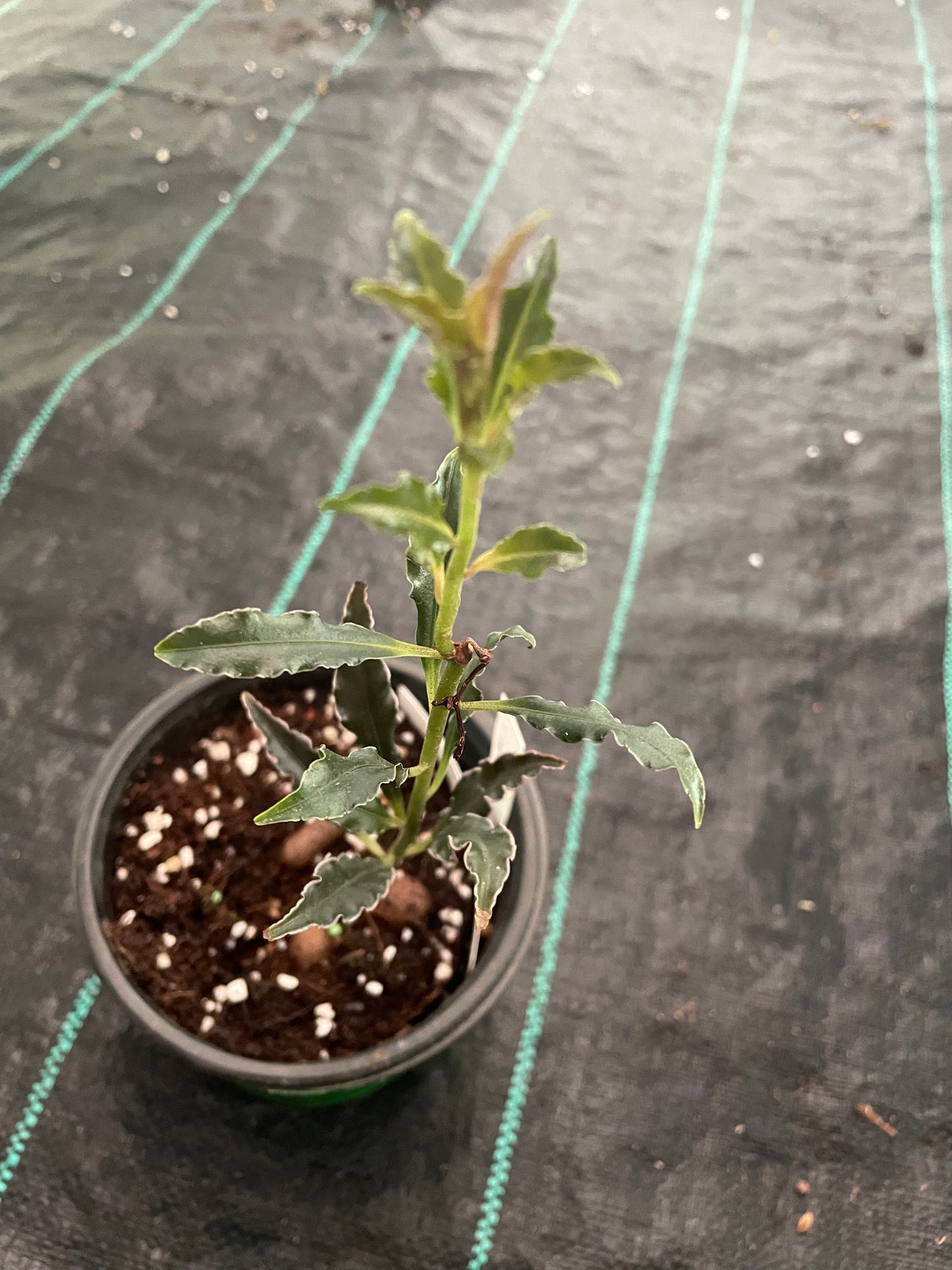 Ardisia sp pinky