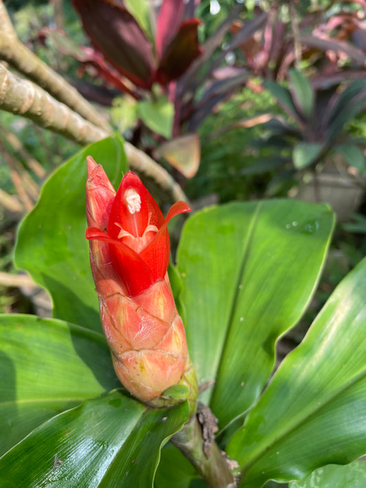 Costus Pulvernulentus