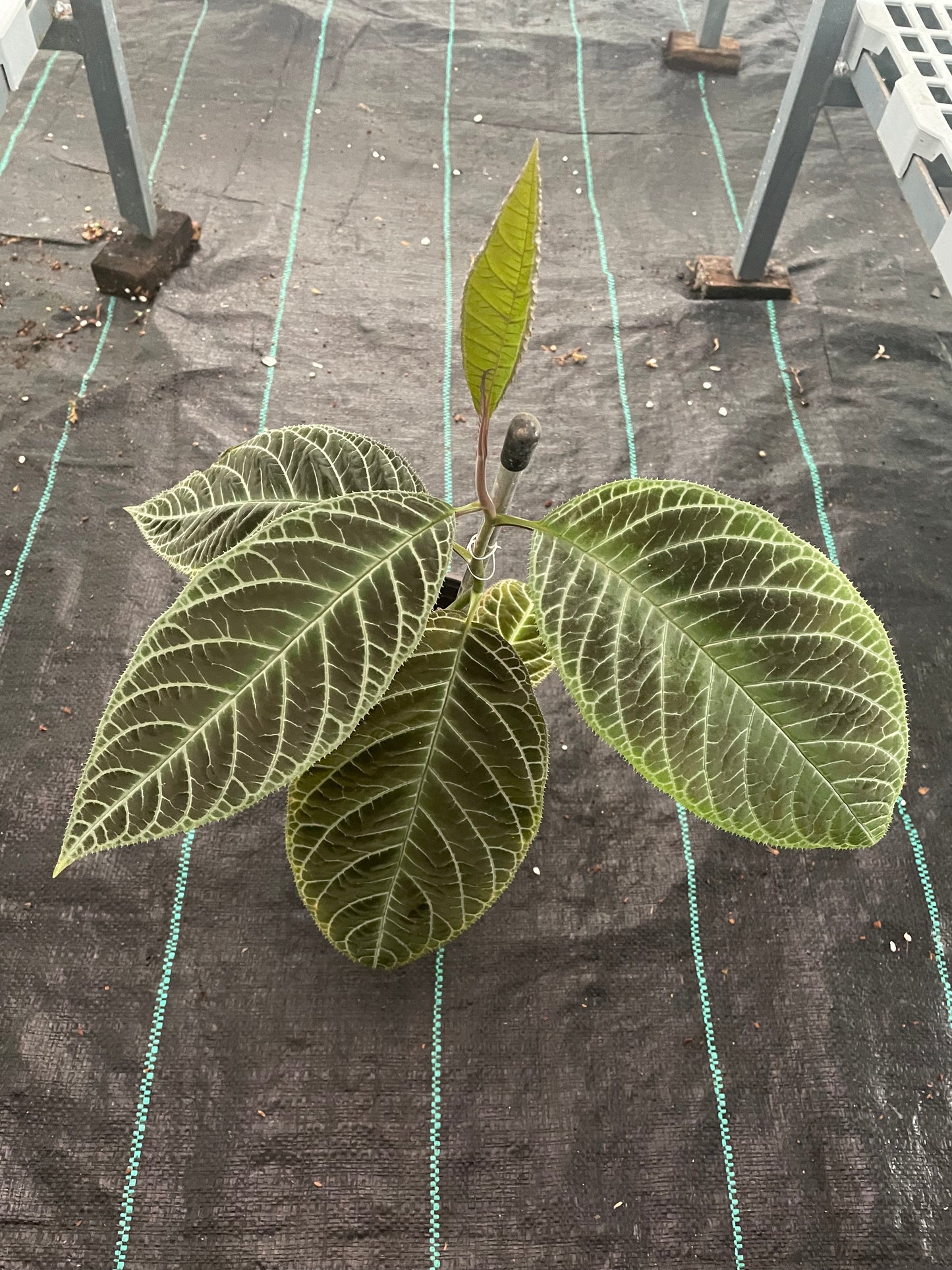 Ardisia Gigantefolia