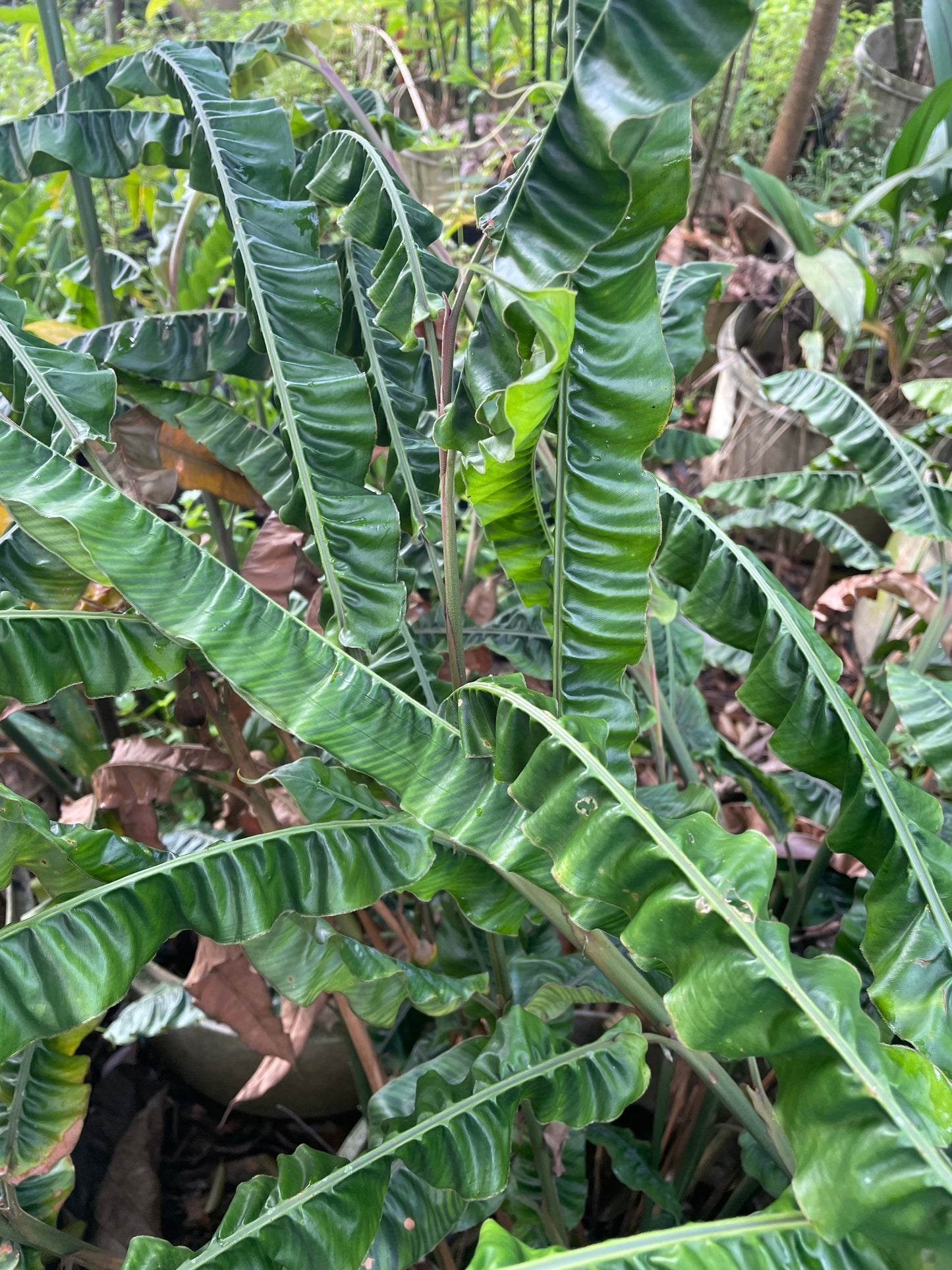 Alpinia Rugosa