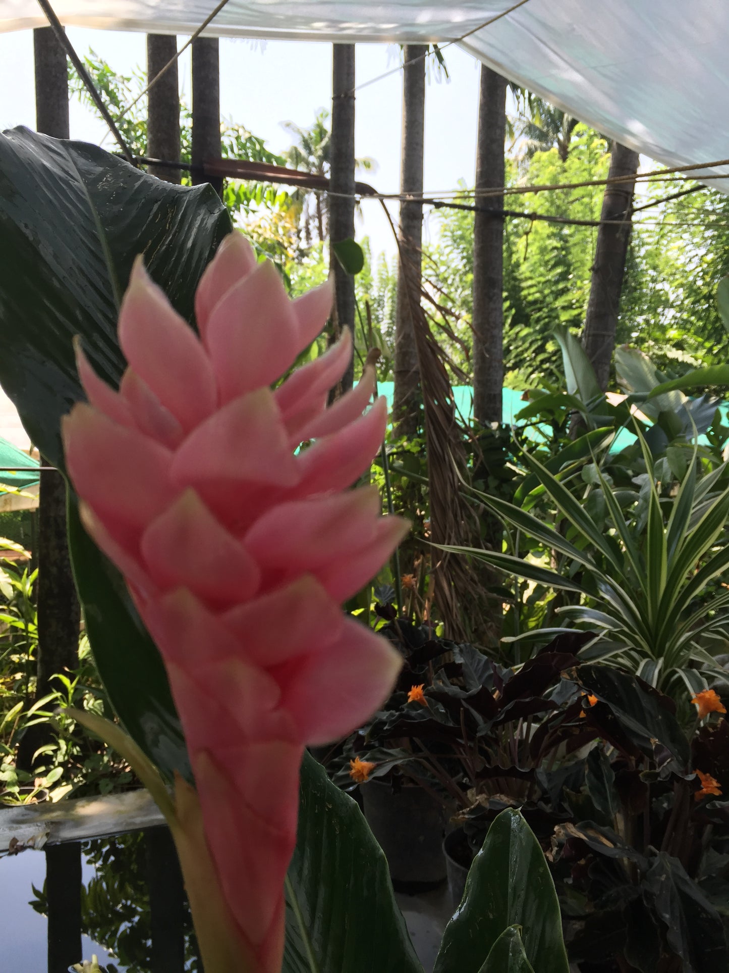 Alpinia Purpurata Pink