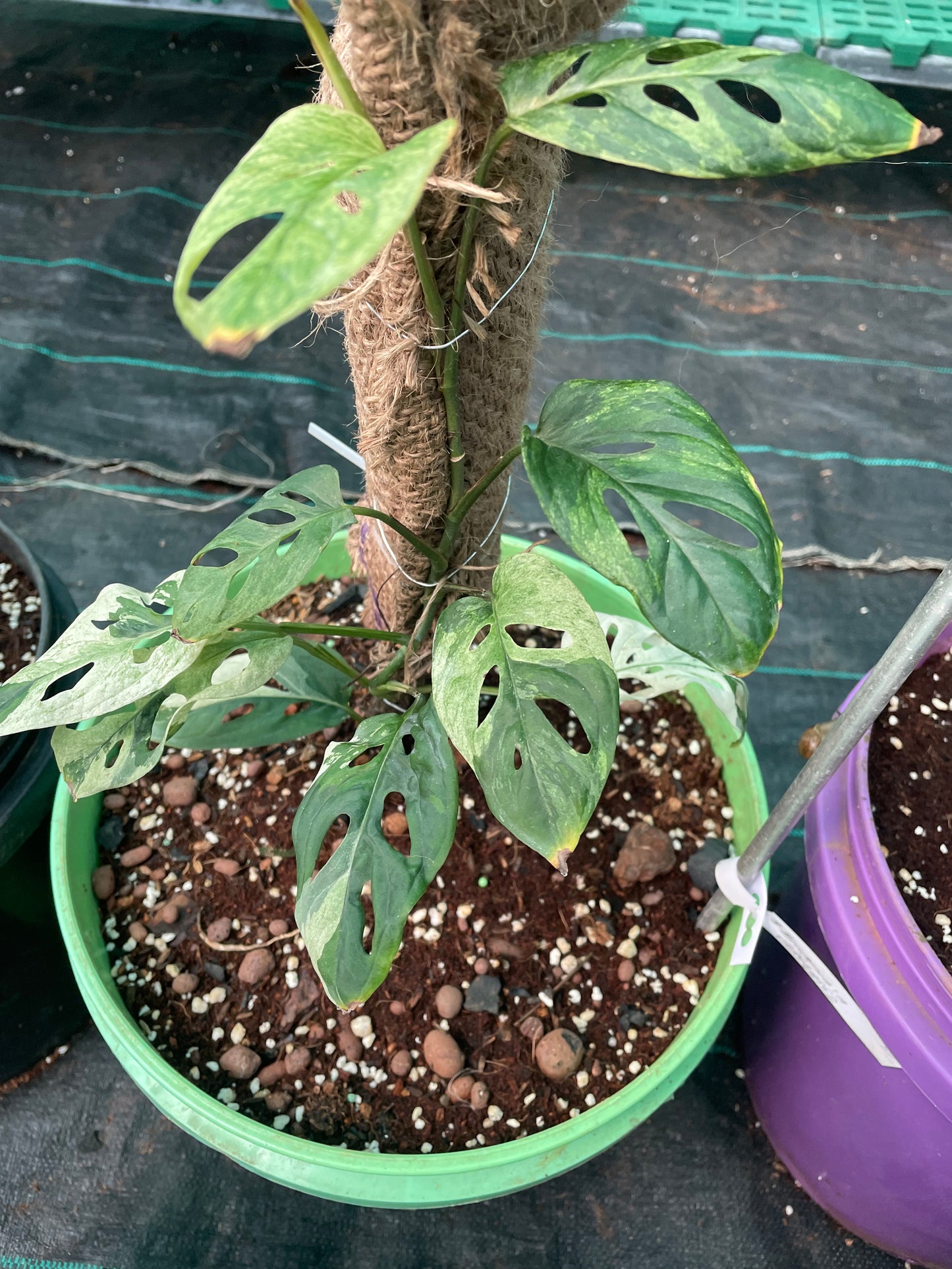 Monstera Accuminata varigated