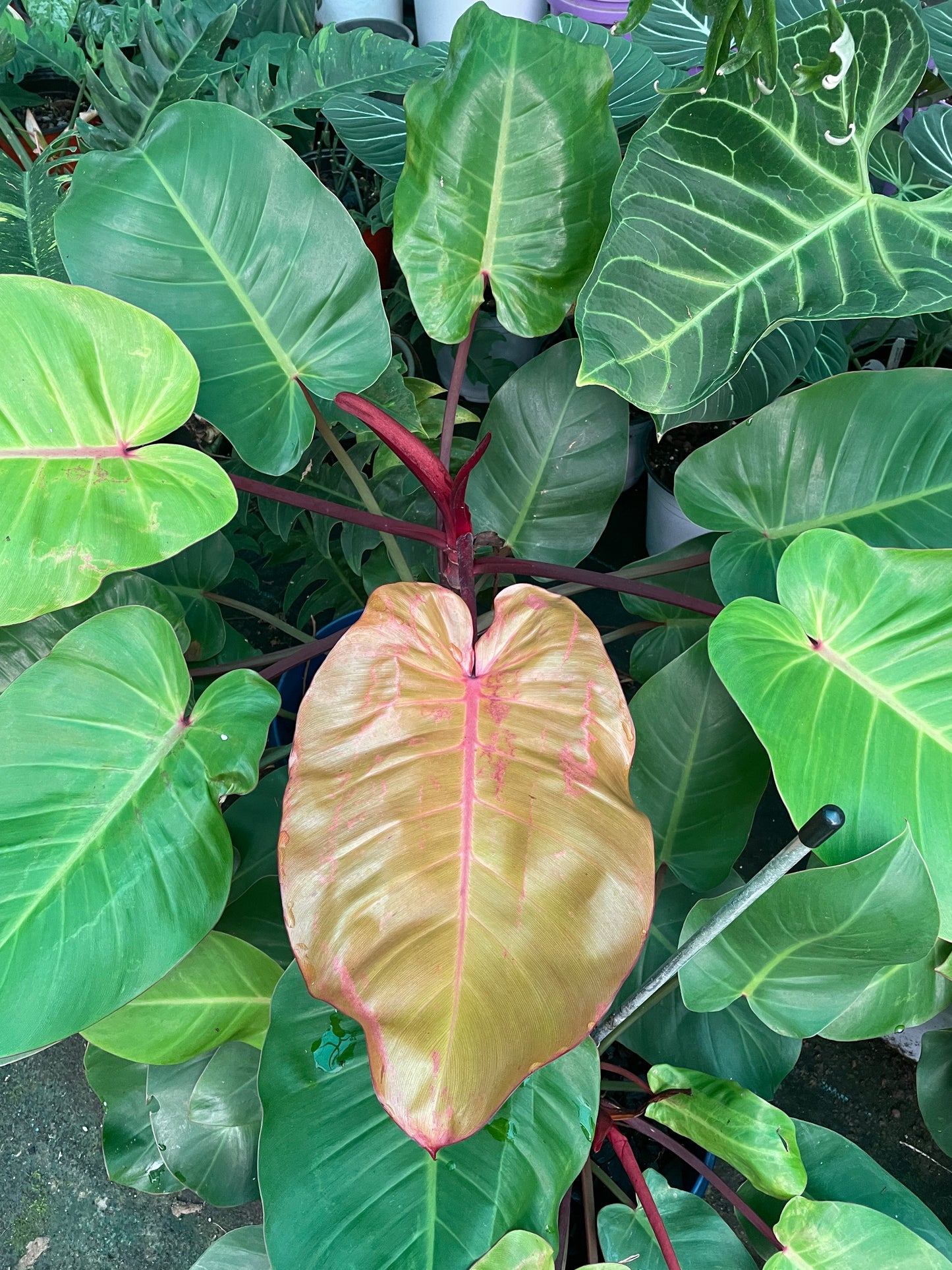 Philodendron Tropical sunrise. 100