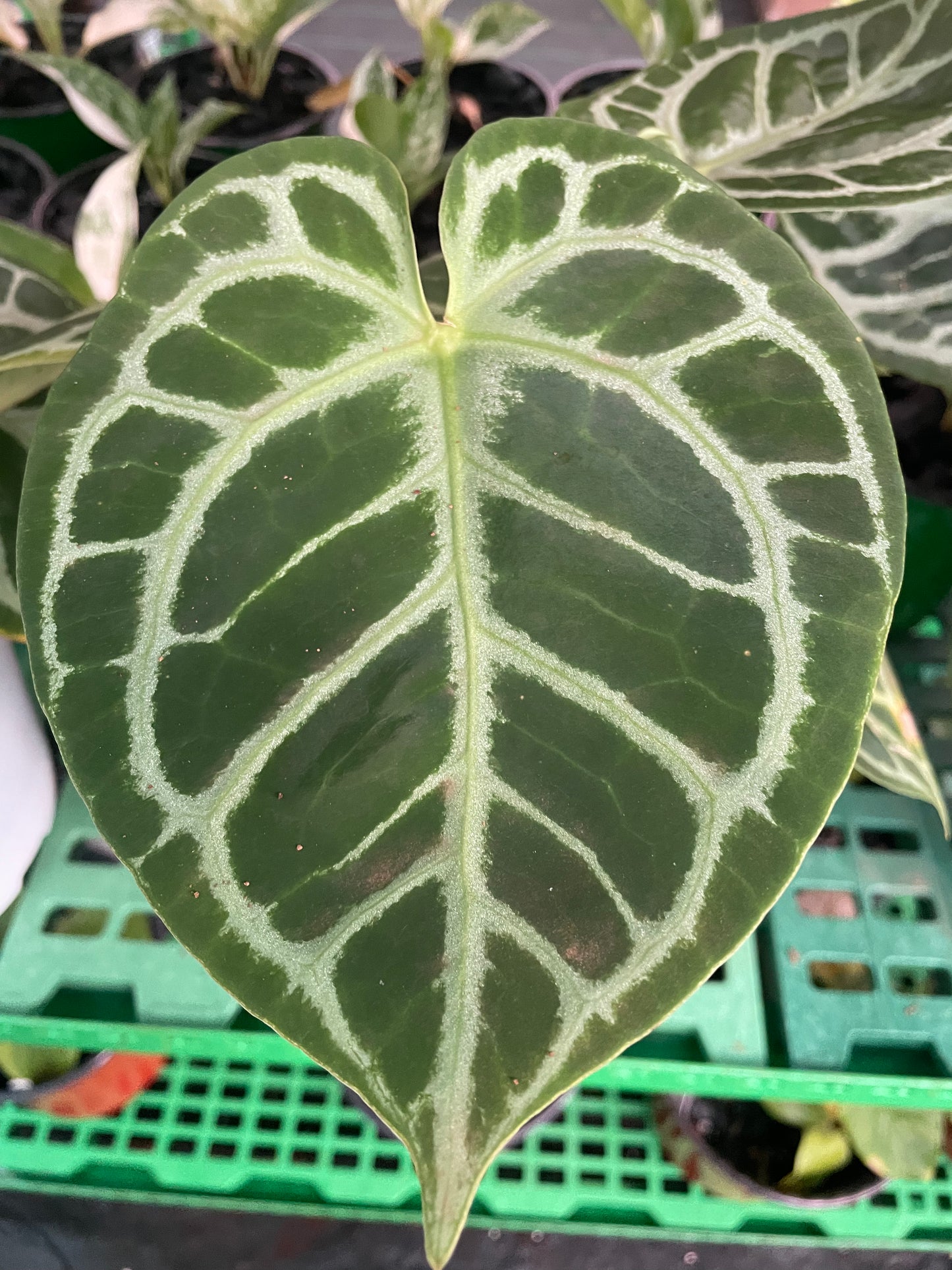 Anthurium Dorayakii NSE