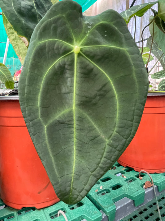 Anthurium Forgetti -1