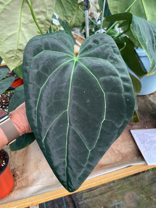 Anthurium Hybrid 4-P