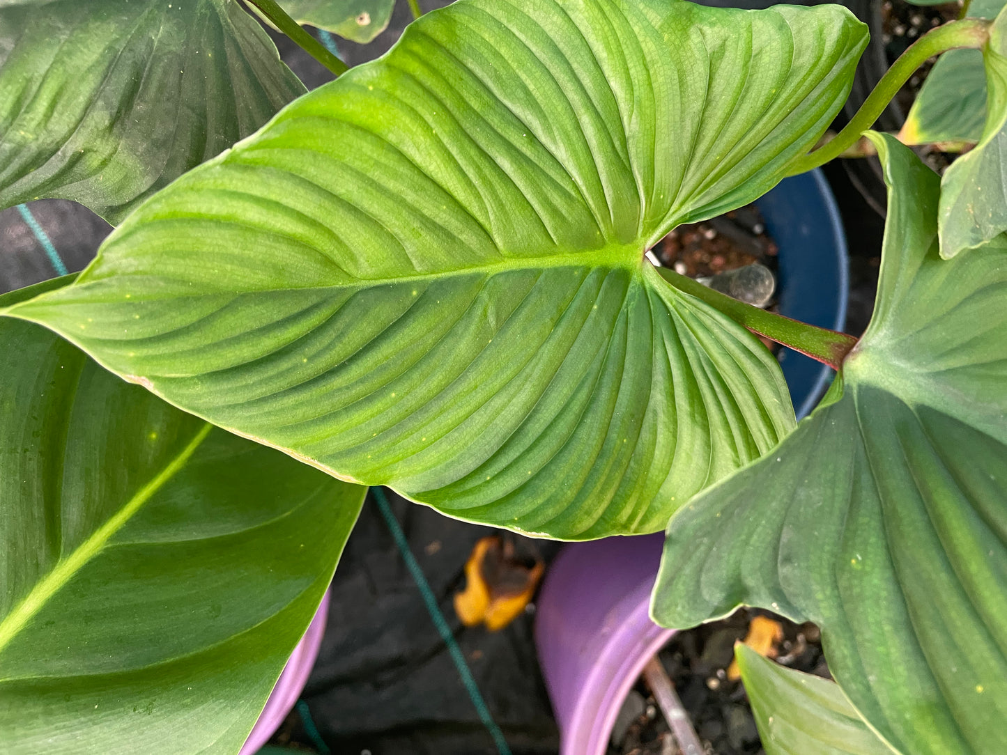 Philodendron Mamei green.