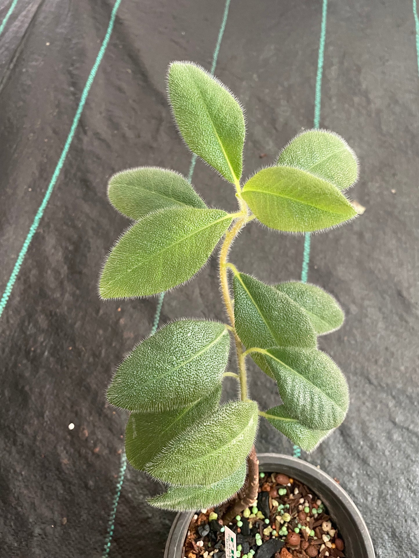 Ardisia Sp. mammillatta hance