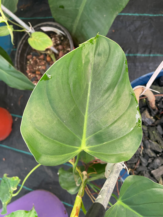 Philodendron Gribianum San rafel