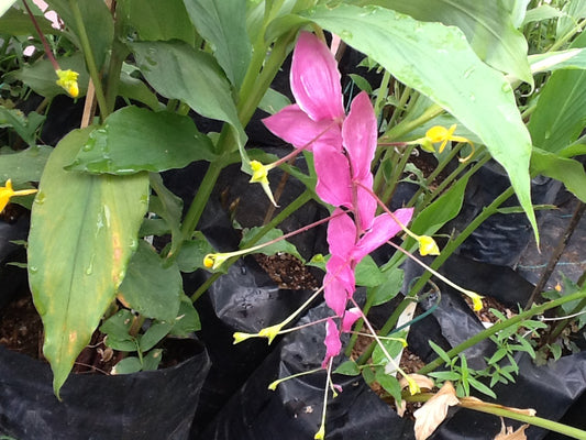 Globba Wintii Pink