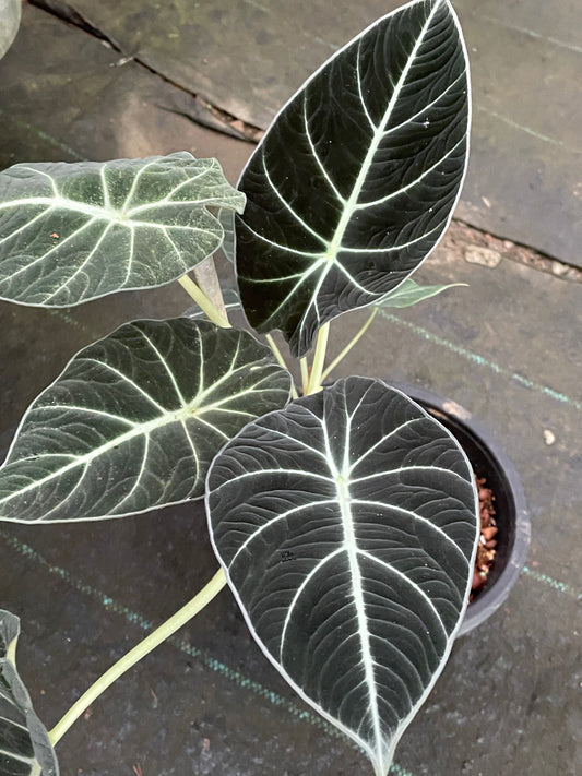 Alocasia Black velvet