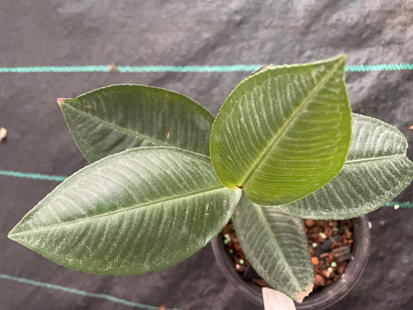 Ardisia Sp. Sumatera Barat