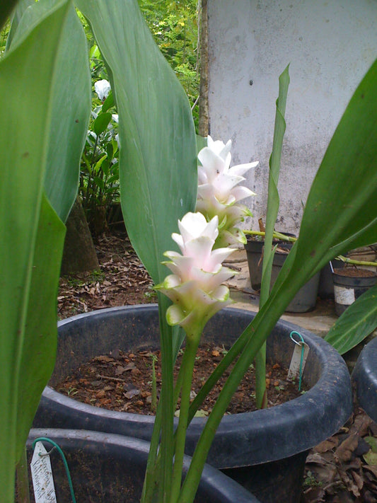 Curcuma Pratunam White