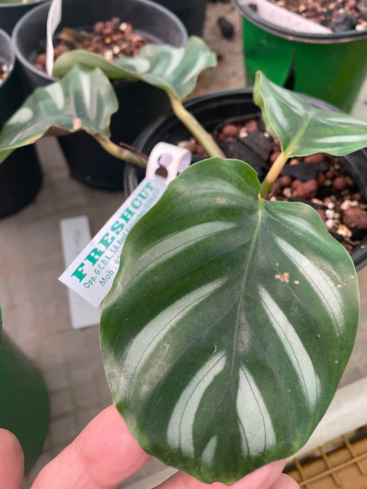 Calathea fascicata borussica